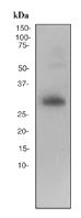 Western blot - Anti-Apo-D antibody [EPR2916] - BSA and Azide free (AB247602)