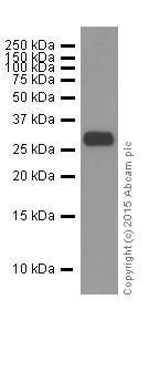 Western blot - Anti-Apo-D antibody [EPR2916] - BSA and Azide free (AB247602)