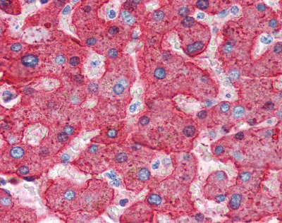 Immunohistochemistry (Formalin/PFA-fixed paraffin-embedded sections) - Anti-Apo-H antibody (AB115215)