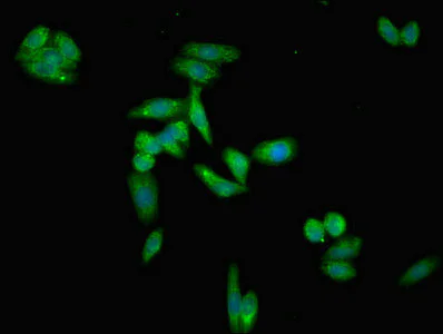 Immunocytochemistry/ Immunofluorescence - Anti-Apo-H antibody (AB236960)