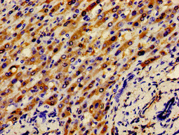 Immunohistochemistry (Formalin/PFA-fixed paraffin-embedded sections) - Anti-Apo-H antibody (AB236960), expandable thumbnail