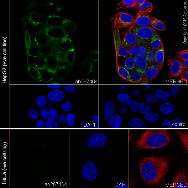 Immunocytochemistry/ Immunofluorescence - Anti-Apo-H antibody [EPR23087-228] (AB267464)
