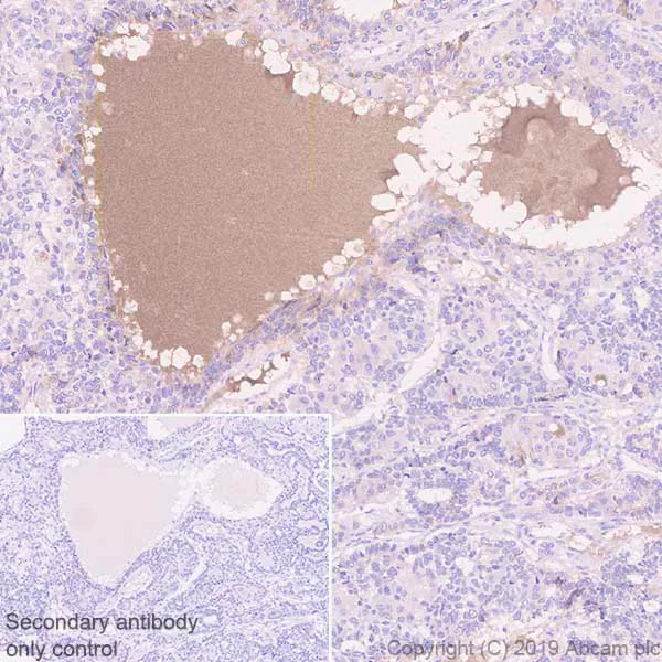 Immunohistochemistry (Formalin/PFA-fixed paraffin-embedded sections) - Anti-Apo-H antibody [EPR23087-228] (AB267464)