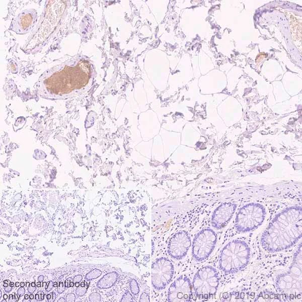 Immunohistochemistry (Formalin/PFA-fixed paraffin-embedded sections) - Anti-Apo-H antibody [EPR23087-228] (AB267464)