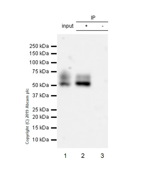 Immunoprecipitation - Anti-Apo-H antibody [EPR23087-228] (AB267464)