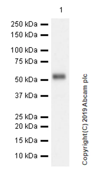 Western blot - Anti-Apo-H antibody [EPR23087-228] (AB267464)
