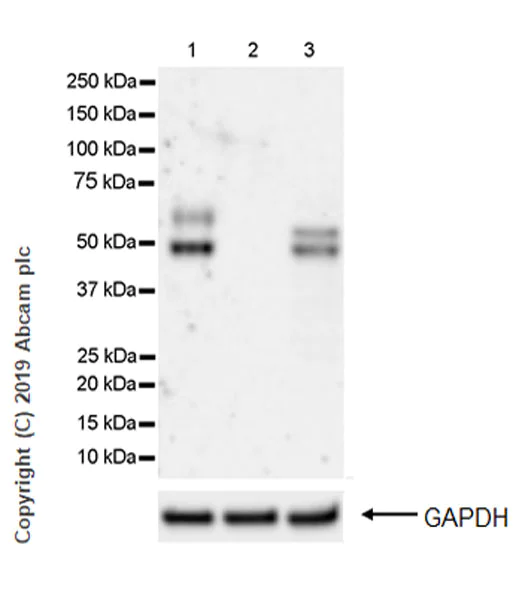 Western blot - Anti-Apo-H antibody [EPR23087-228] (AB267464)