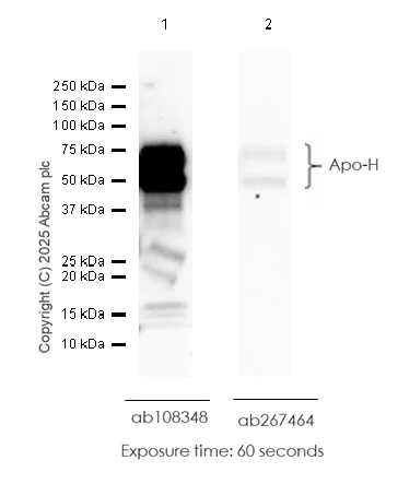 Western blot - Anti-Apo-H antibody [EPR2898(2)] (AB108348)