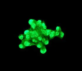 Immunocytochemistry/ Immunofluorescence - Anti-Apo-H antibody [EPR2898(2)] - BSA and Azide free (AB247640)