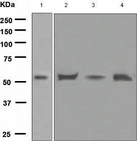 Western blot - Anti-Apo-H antibody [EPR2898(2)] - BSA and Azide free (AB247640), expandable thumbnail