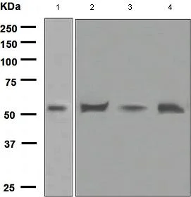 Western blot - Anti-Apo-H antibody [EPR2898(2)] - BSA and Azide free (AB247640)