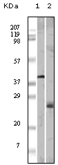 Western blot - Anti-Apo-M antibody [10C3G5] (AB47711)