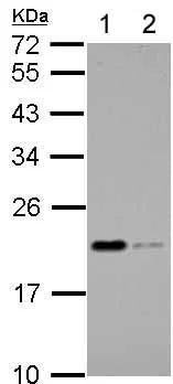 Western blot - Anti-Apo-M antibody (AB154712)