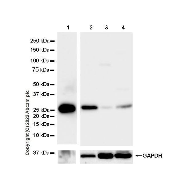Western blot - Anti-APOA1 antibody [EPR25446-9] (AB300085), expandable thumbnail