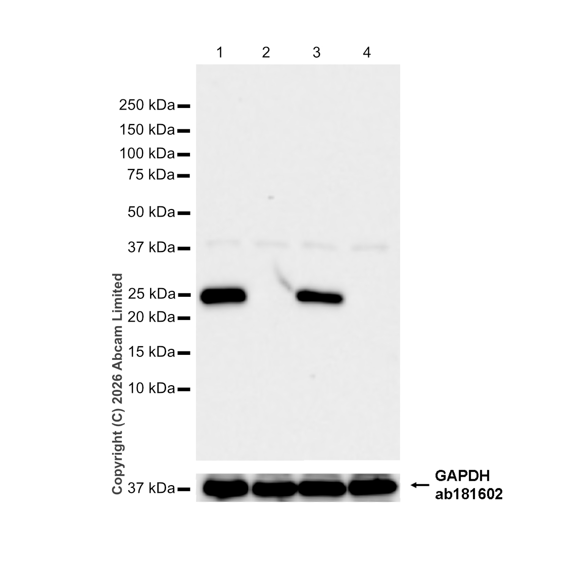 Western blot - Anti-APOA1 antibody [EPR25446-9] (AB300085)