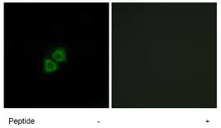 Immunocytochemistry/ Immunofluorescence - Anti-APOA1BP antibody (AB75114)