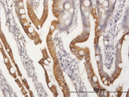 Immunohistochemistry (Formalin/PFA-fixed paraffin-embedded sections) - Anti-APOA4/Apo-AIV antibody (AB167350), expandable thumbnail