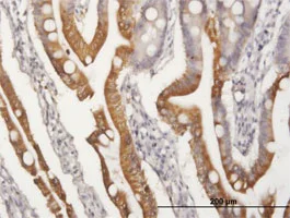 Immunohistochemistry (Formalin/PFA-fixed paraffin-embedded sections) - Anti-APOA4/Apo-AIV antibody (AB167350)