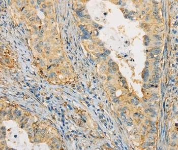Immunohistochemistry (Formalin/PFA-fixed paraffin-embedded sections) - Anti-APOA4/Apo-AIV antibody (AB197844)