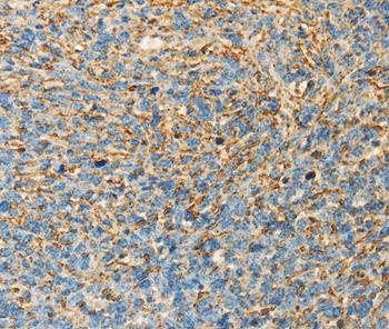 Immunohistochemistry (Formalin/PFA-fixed paraffin-embedded sections) - Anti-APOA4/Apo-AIV antibody (AB197844)
