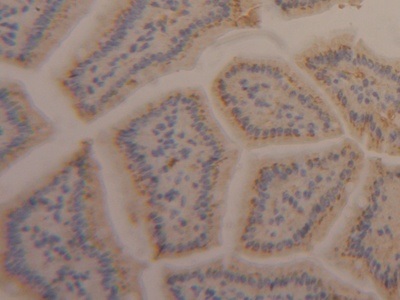 Immunohistochemistry (Formalin/PFA-fixed paraffin-embedded sections) - Anti-APOA4/Apo-AIV antibody (AB231660)