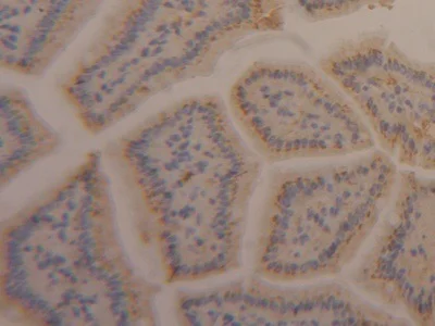 Immunohistochemistry (Formalin/PFA-fixed paraffin-embedded sections) - Anti-APOA4/Apo-AIV antibody (AB231660)