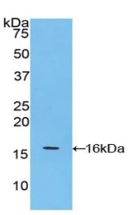 Western blot - Anti-APOA4/Apo-AIV antibody (AB231660)