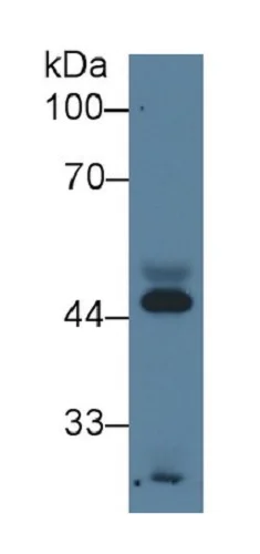 Western blot - Anti-APOA4/Apo-AIV antibody [C8] (AB239480)
