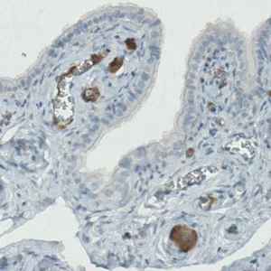 Immunohistochemistry (Formalin/PFA-fixed paraffin-embedded sections) - Anti-APOA4/Apo-AIV antibody [CL0468] (AB211867)
