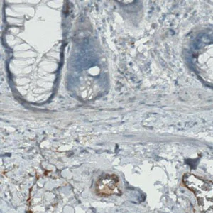 Immunohistochemistry (Formalin/PFA-fixed paraffin-embedded sections) - Anti-APOA4/Apo-AIV antibody [CL0468] (AB211867)