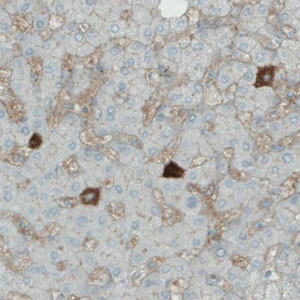 Immunohistochemistry (Formalin/PFA-fixed paraffin-embedded sections) - Anti-APOA4/Apo-AIV antibody [CL0468] (AB211867)