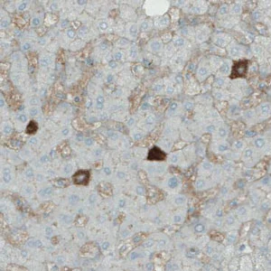 Immunohistochemistry (Formalin/PFA-fixed paraffin-embedded sections) - Anti-APOA4/Apo-AIV antibody [CL0468] (AB211867)