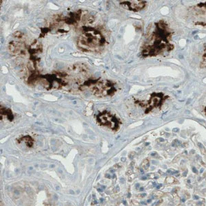 Immunohistochemistry (Formalin/PFA-fixed paraffin-embedded sections) - Anti-APOA4/Apo-AIV antibody [CL0468] (AB211867)