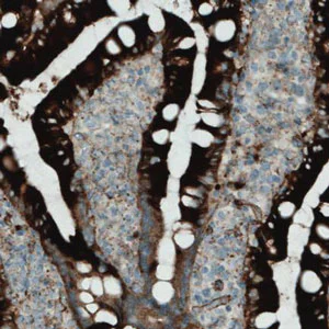 Immunohistochemistry (Formalin/PFA-fixed paraffin-embedded sections) - Anti-APOA4/Apo-AIV antibody [CL0468] (AB211867)