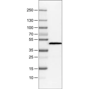 Western blot - Anti-APOA4/Apo-AIV antibody [CL0468] (AB211867)