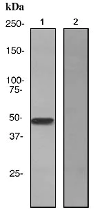 Immunoprecipitation - Anti-APOA4/Apo-AIV antibody [EPR2895] - BSA and Azide free (AB247606)