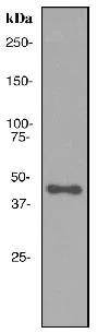 Western blot - Anti-APOA4/Apo-AIV antibody [EPR2895] - BSA and Azide free (AB247606)