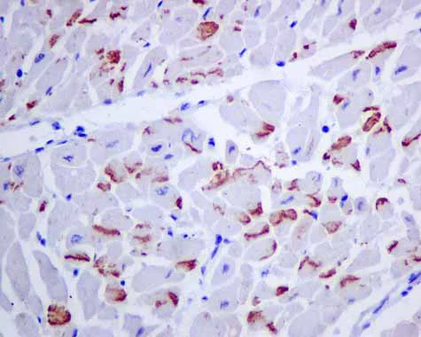 Immunohistochemistry (Formalin/PFA-fixed paraffin-embedded sections) - Anti-APOBEC2 antibody [EPR11285(B)] (AB157205)