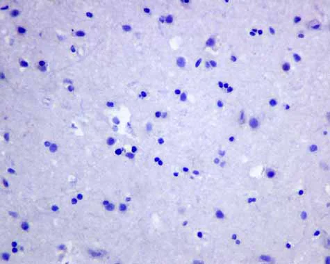 Immunohistochemistry (Formalin/PFA-fixed paraffin-embedded sections) - Anti-APOBEC2 antibody [EPR11285(B)] - BSA and Azide free (AB249308)