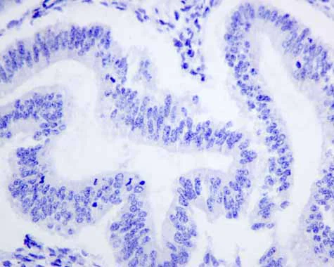 Immunohistochemistry (Formalin/PFA-fixed paraffin-embedded sections) - Anti-APOBEC2 antibody [EPR11285(B)] - BSA and Azide free (AB249308)