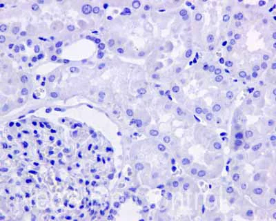 Immunohistochemistry (Formalin/PFA-fixed paraffin-embedded sections) - Anti-APOBEC2 antibody [EPR11286(B)] - BSA and Azide free (AB249542)