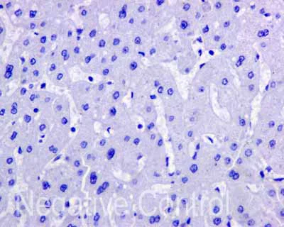 Immunohistochemistry (Formalin/PFA-fixed paraffin-embedded sections) - Anti-APOBEC2 antibody [EPR11286(B)] - BSA and Azide free (AB249542)