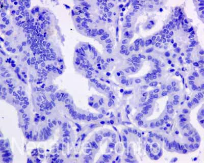 Immunohistochemistry (Formalin/PFA-fixed paraffin-embedded sections) - Anti-APOBEC2 antibody [EPR11286(B)] - BSA and Azide free (AB249542)