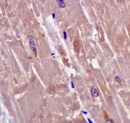 Immunohistochemistry (Formalin/PFA-fixed paraffin-embedded sections) - Anti-APOBEC2 antibody [EPR11286(B)] - BSA and Azide free (AB249542)