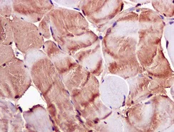 Immunohistochemistry (Formalin/PFA-fixed paraffin-embedded sections) - Anti-APOBEC2 antibody [EPR11286(B)] - BSA and Azide free (AB249542)