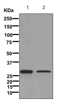 Western blot - Anti-APOBEC2 antibody [EPR11286(B)] - BSA and Azide free (AB249542)