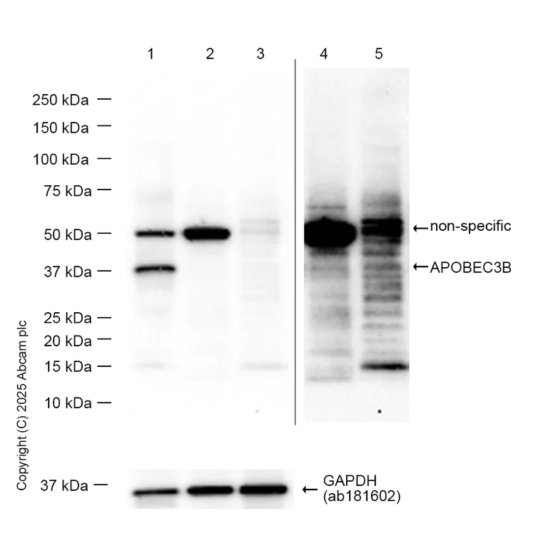 Western blot - Anti-APOBEC3B antibody [EPR18138] (AB184990)