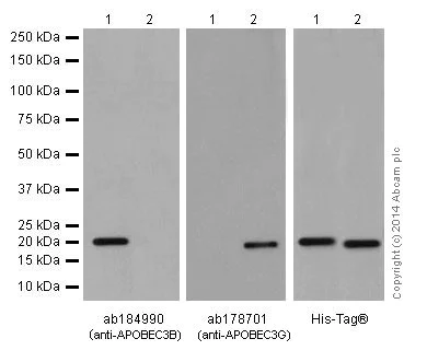 Western blot - Anti-APOBEC3B antibody [EPR18138] - BSA and Azide free (AB250804)