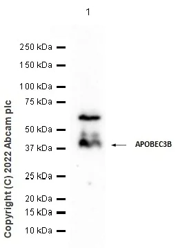 Western blot - Anti-APOBEC3B antibody [EPR18138] - BSA and Azide free (AB250804)