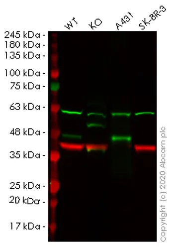 Western blot - Anti-APOBEC3B antibody [EPR18138] - BSA and Azide free (AB250804)